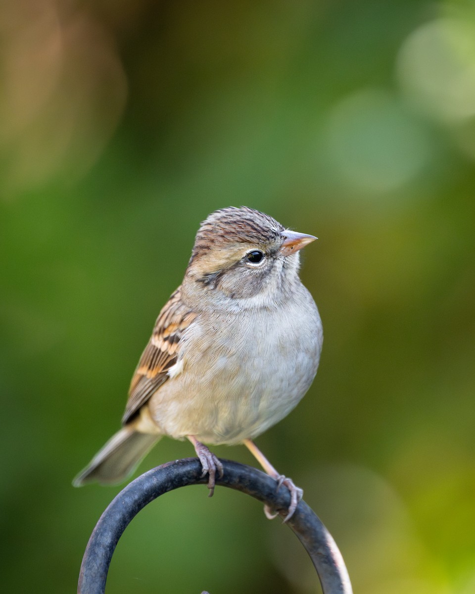 Chipping Sparrow - ML646351898