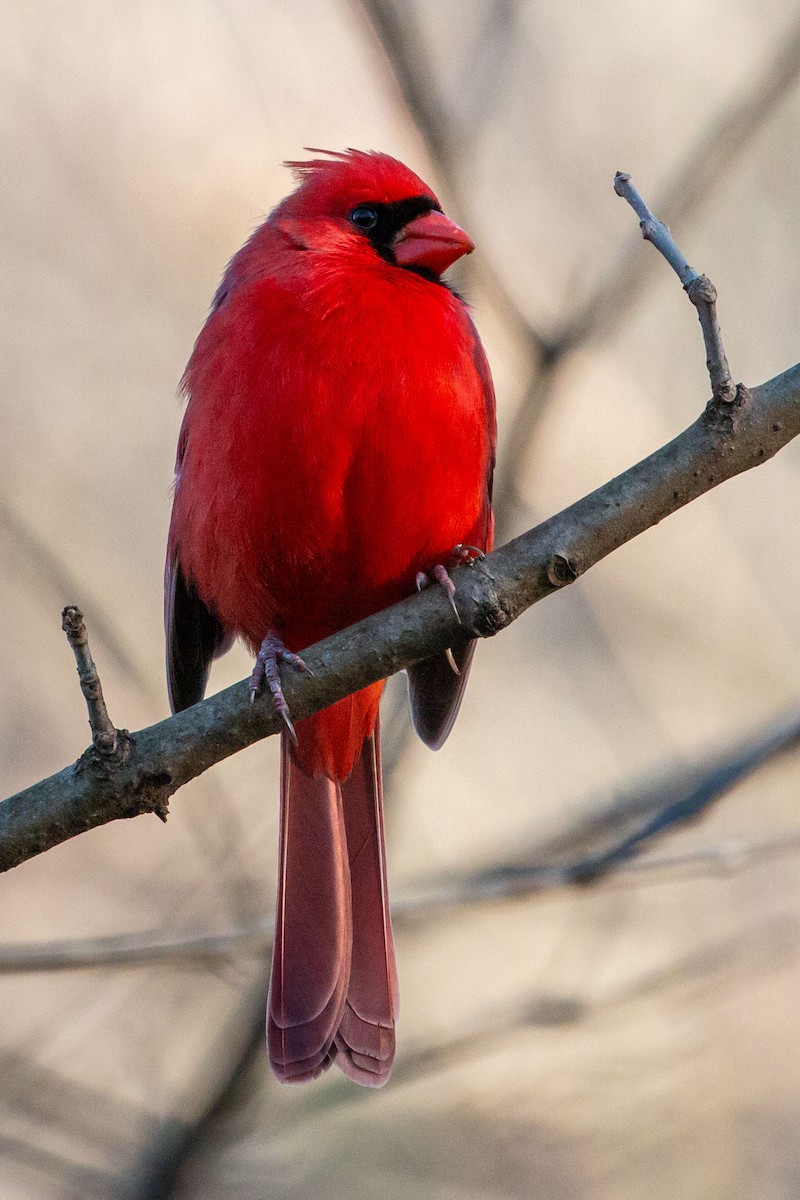 Northern Cardinal - ML646351900