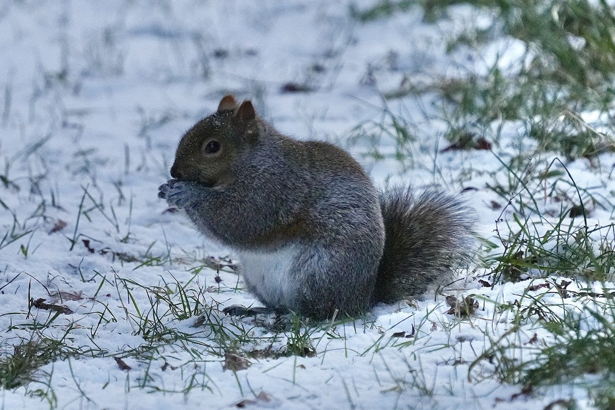 Eastern Gray Squirrel - ML646351903