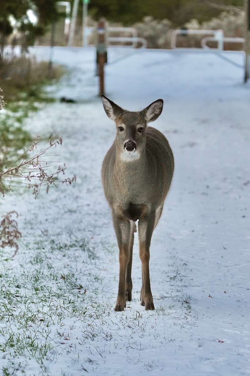 White-tailed Deer - ML646351904