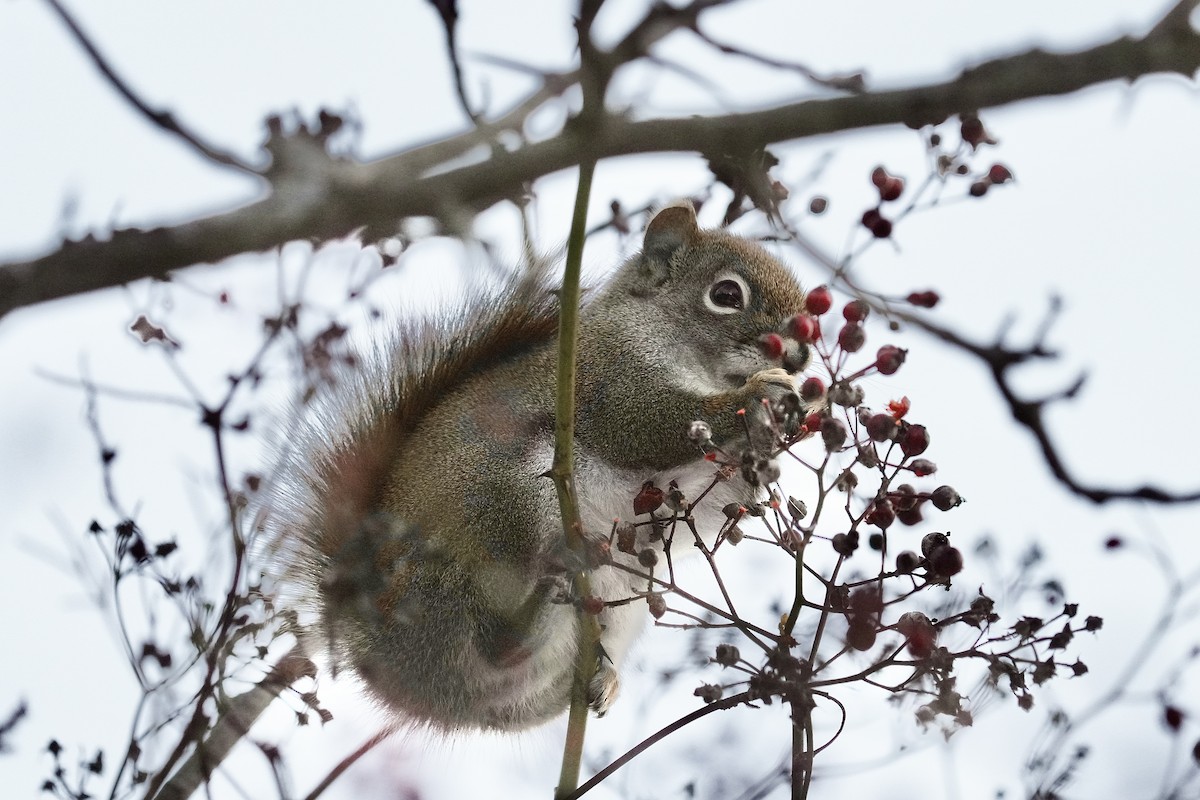 American Red Squirrel - ML646351905