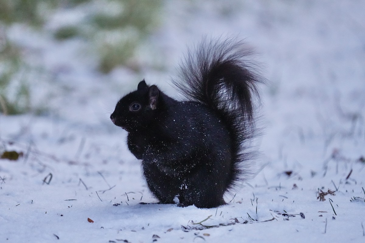Eastern Gray Squirrel - ML646351906