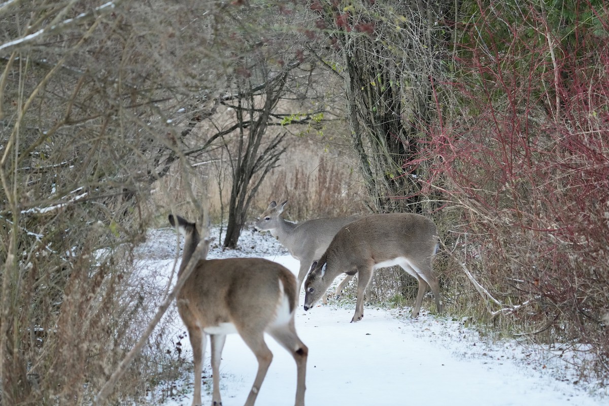 White-tailed Deer - ML646351907