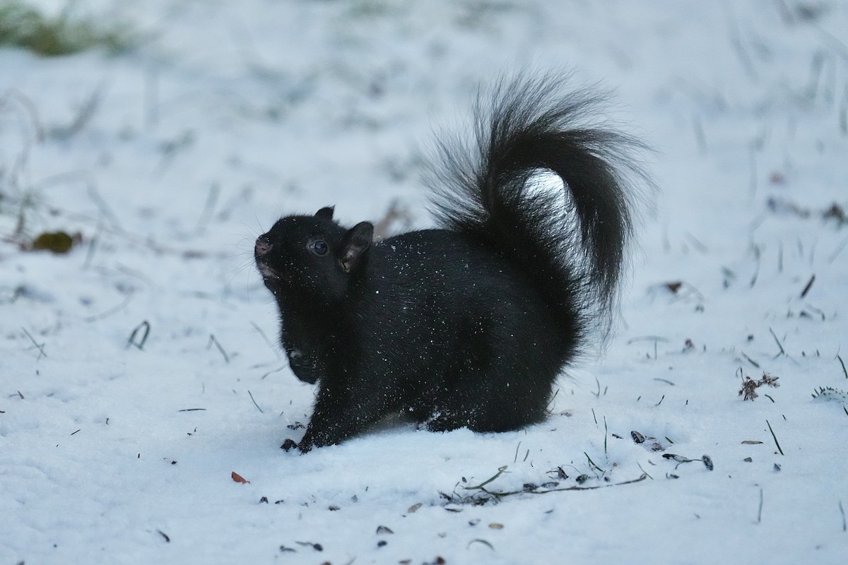 Eastern Gray Squirrel - ML646351908