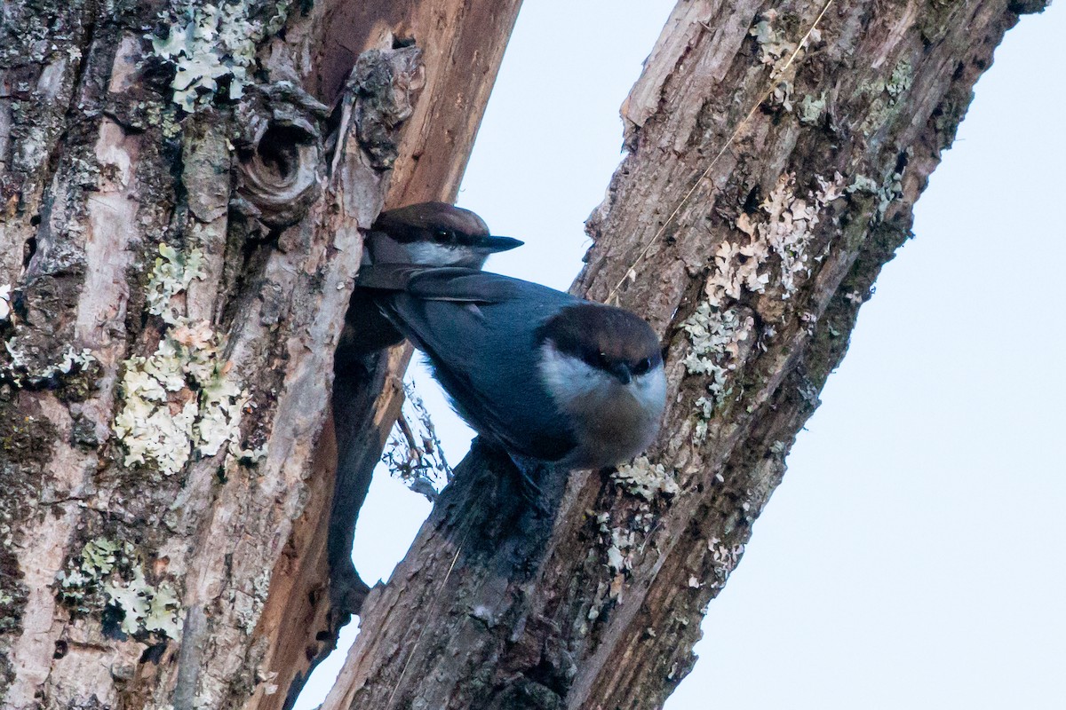 Brown-headed Nuthatch - ML646351909
