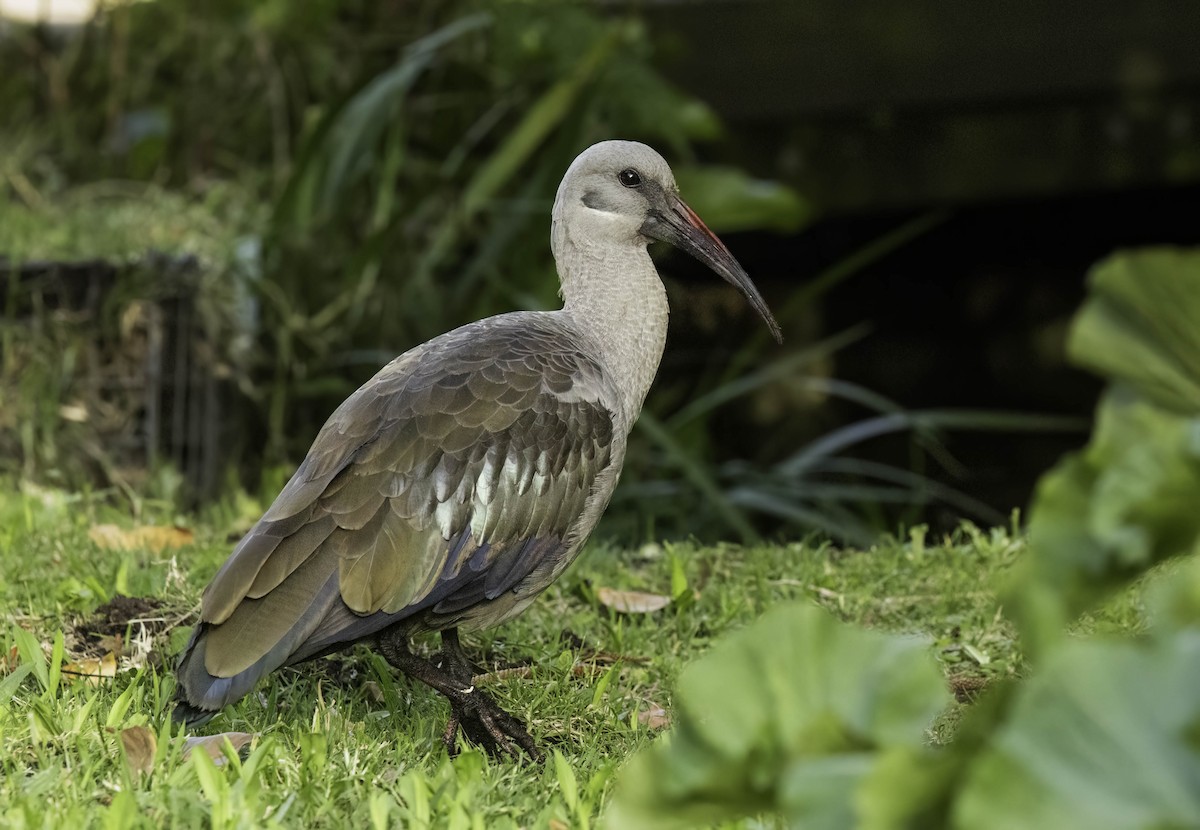 hadadaibis - ML646351910