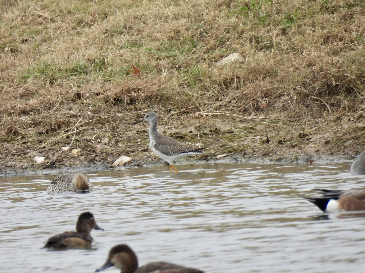 Greater Yellowlegs - ML646351918