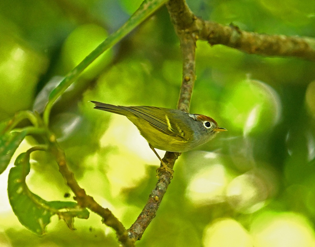 Chestnut-crowned Warbler - ML646351919