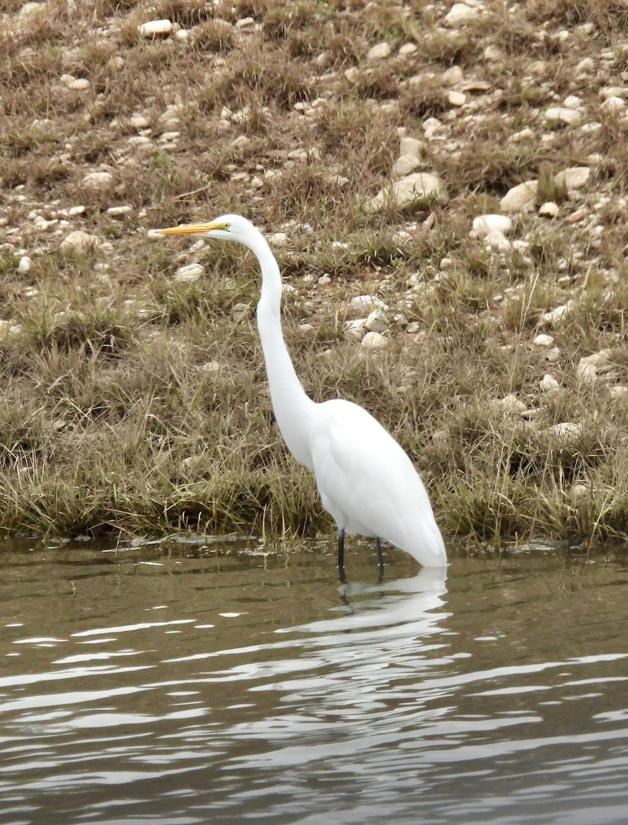 Great Egret - ML646351920