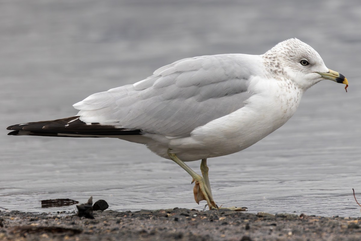 Ring-billed Gull - ML646351921