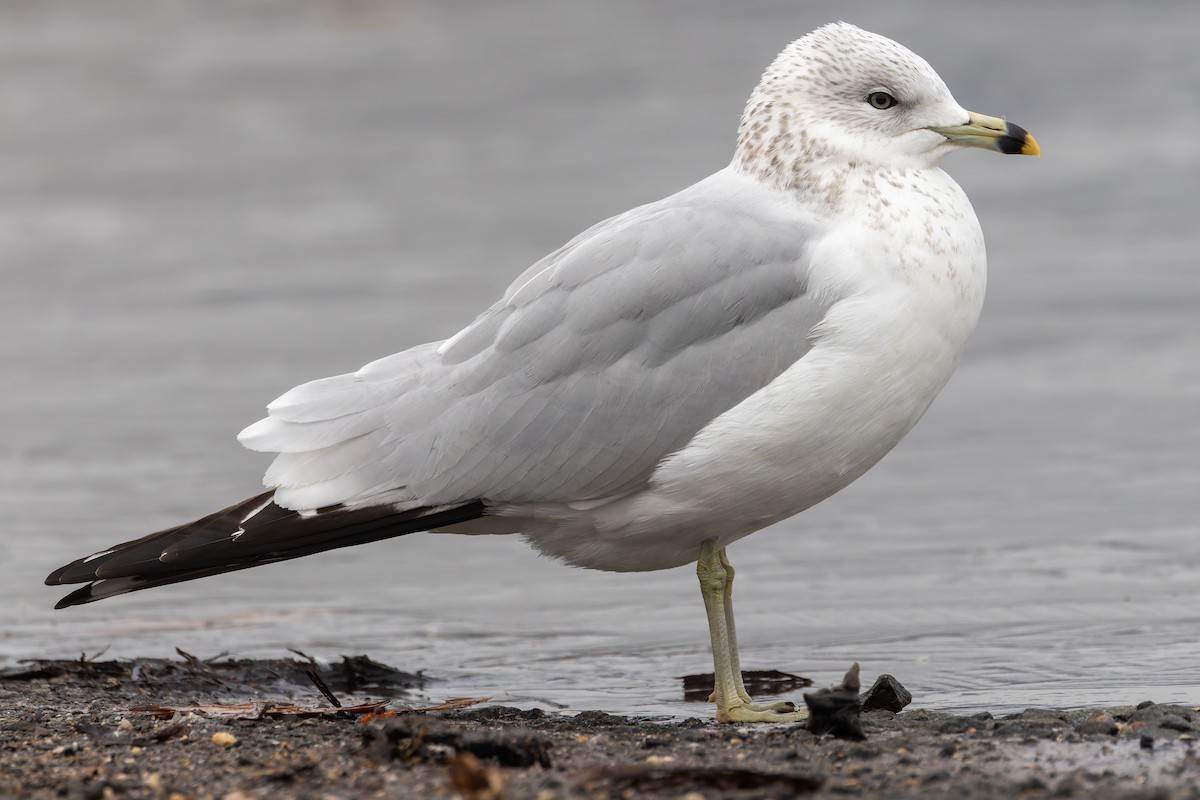 Ring-billed Gull - ML646351922
