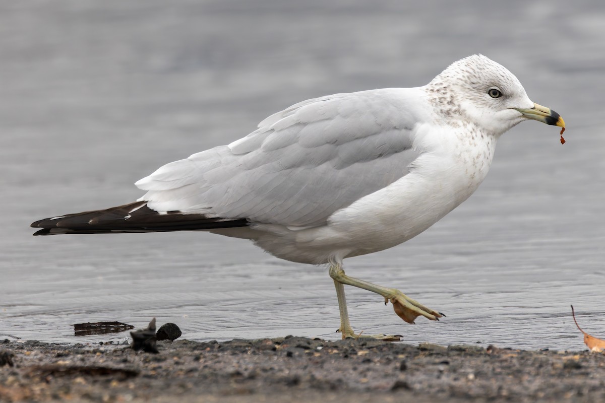 Ring-billed Gull - ML646351923