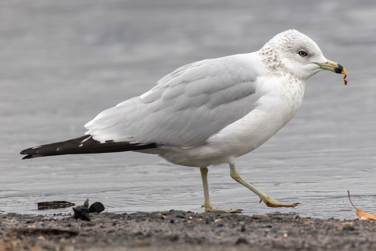 Ring-billed Gull - ML646351924