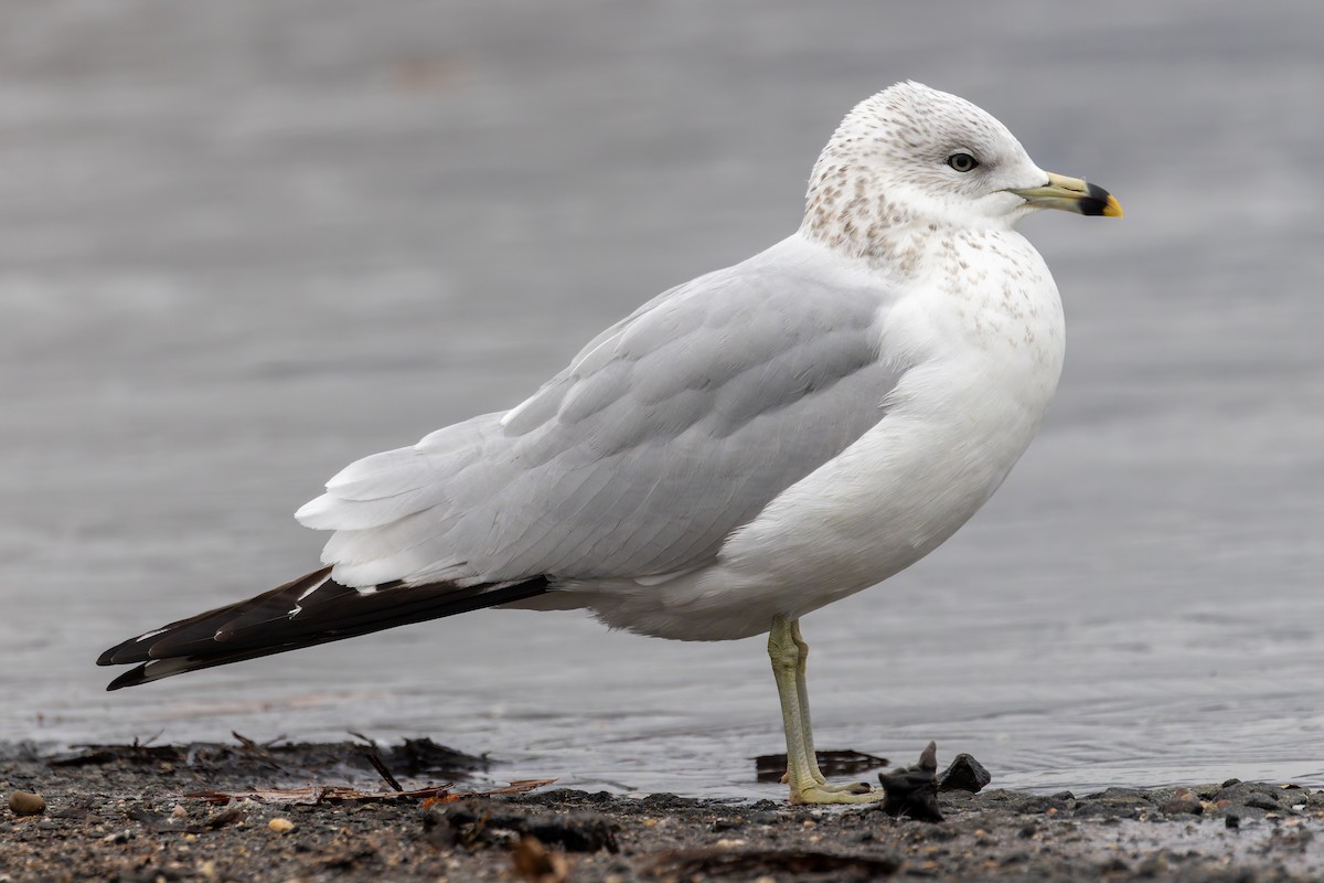 Ring-billed Gull - ML646351925