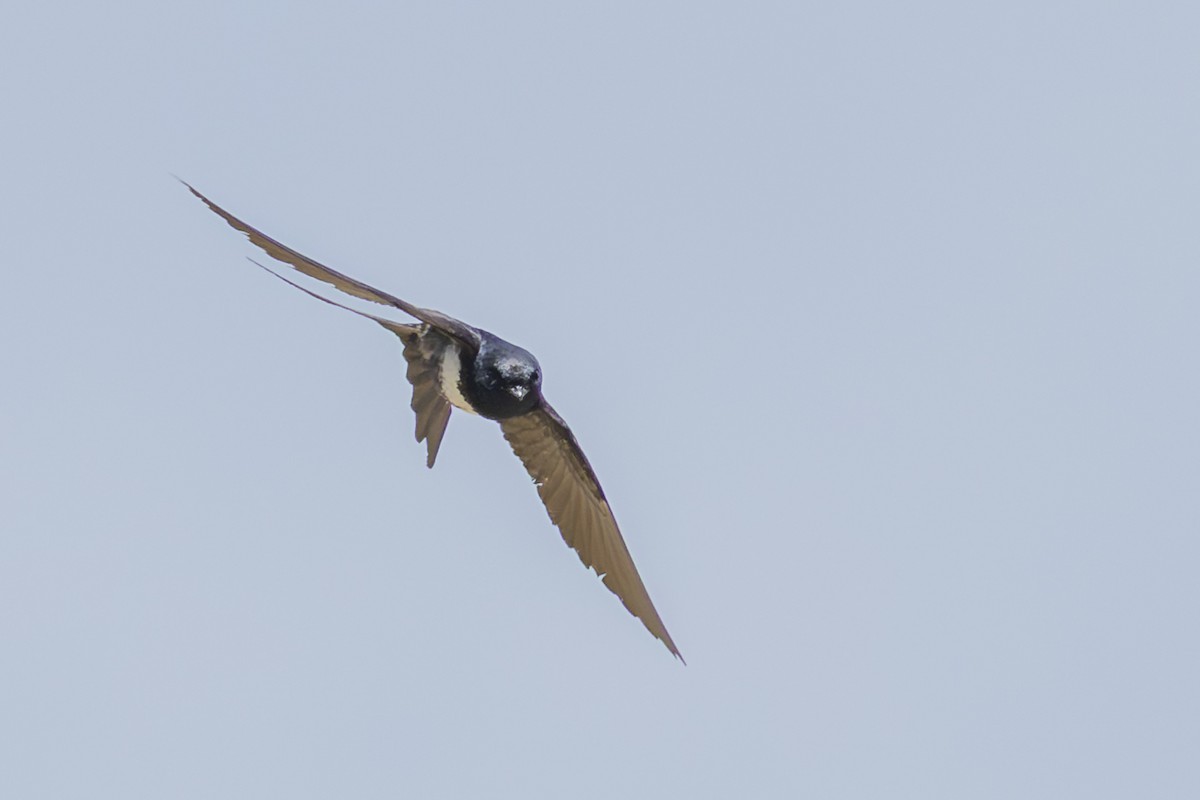 White-banded Swallow - ML646351926
