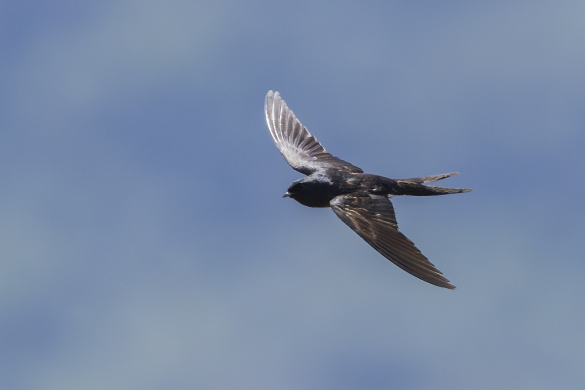 White-banded Swallow - ML646351927
