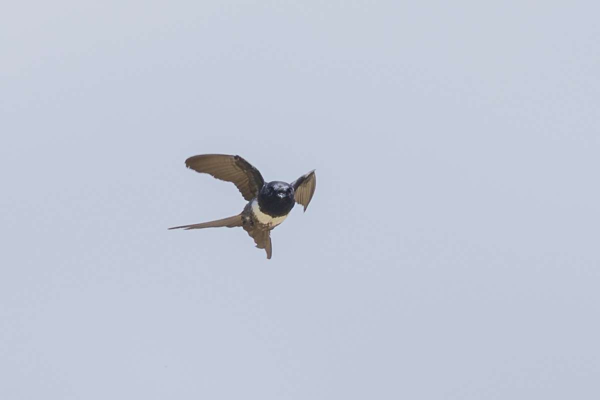 White-banded Swallow - ML646351928
