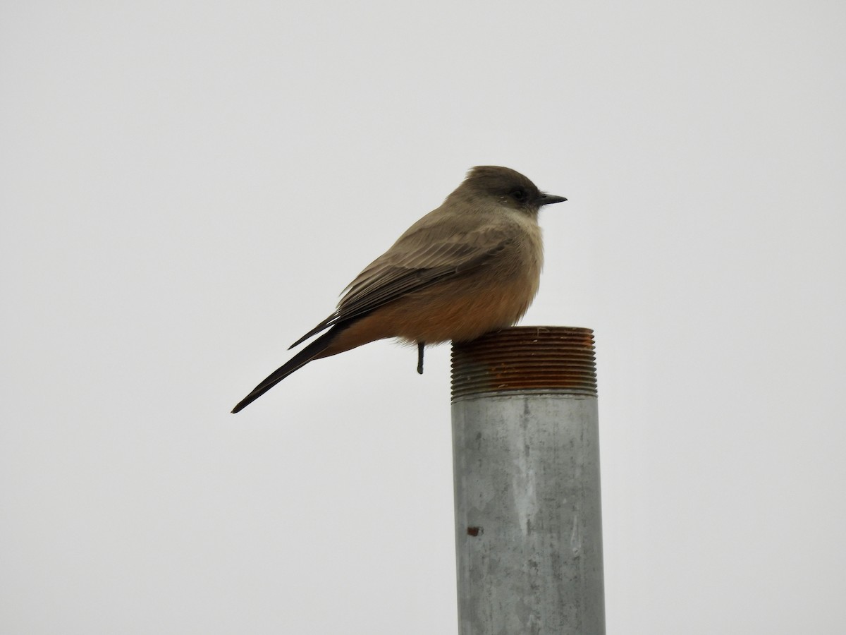 Say's Phoebe - ML646351929