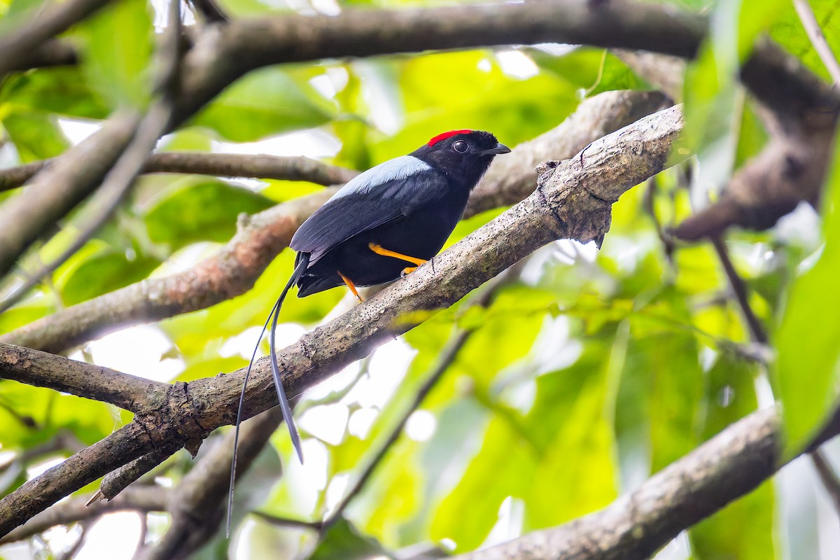 Long-tailed Manakin - ML646351933