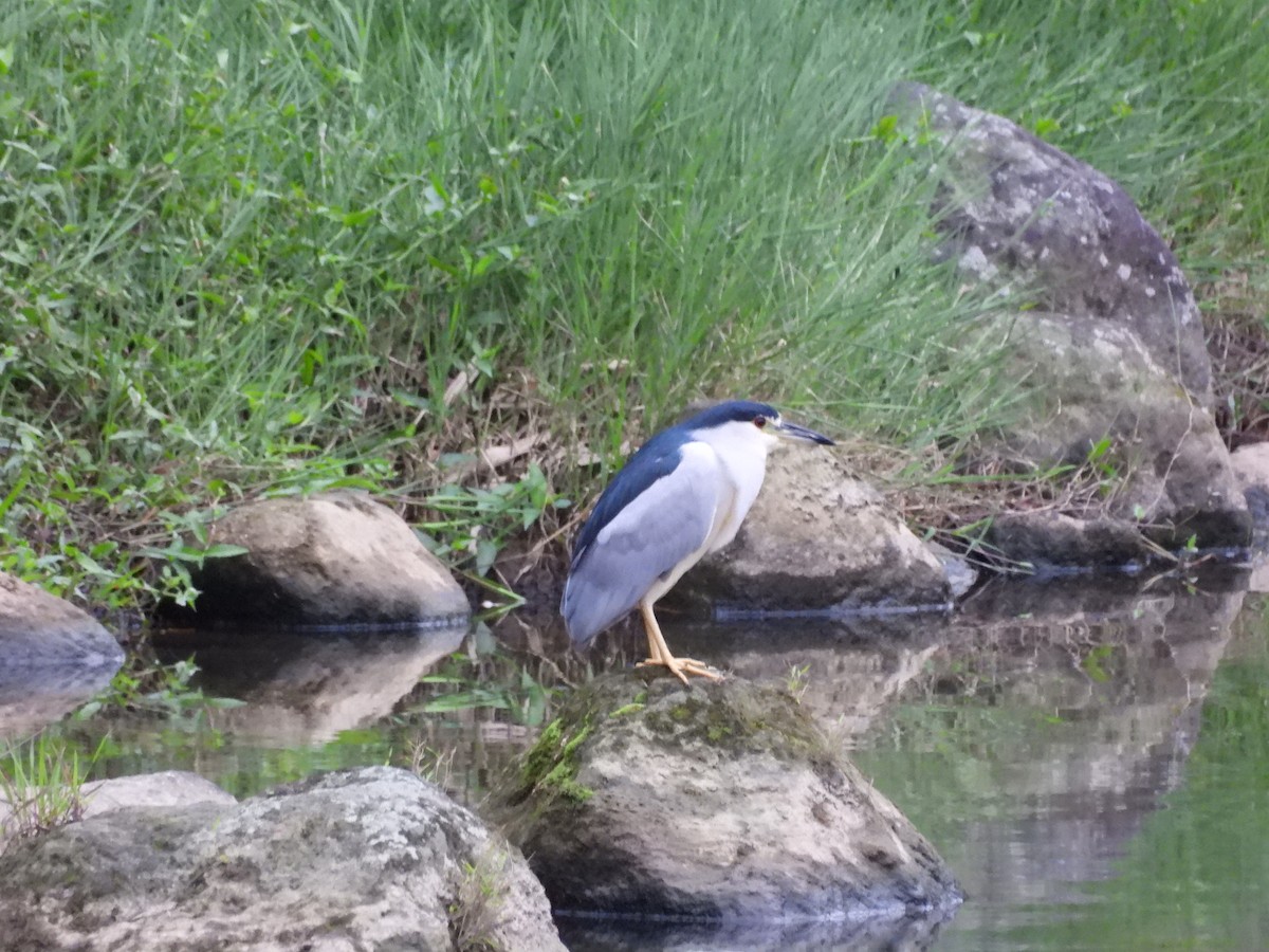 Black-crowned Night Heron - ML646351936