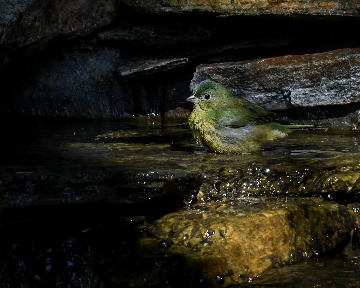 Painted Bunting - ML646351937