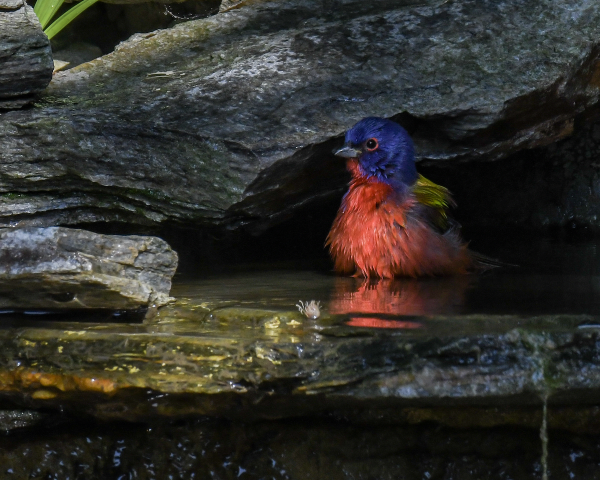 Painted Bunting - ML646351938