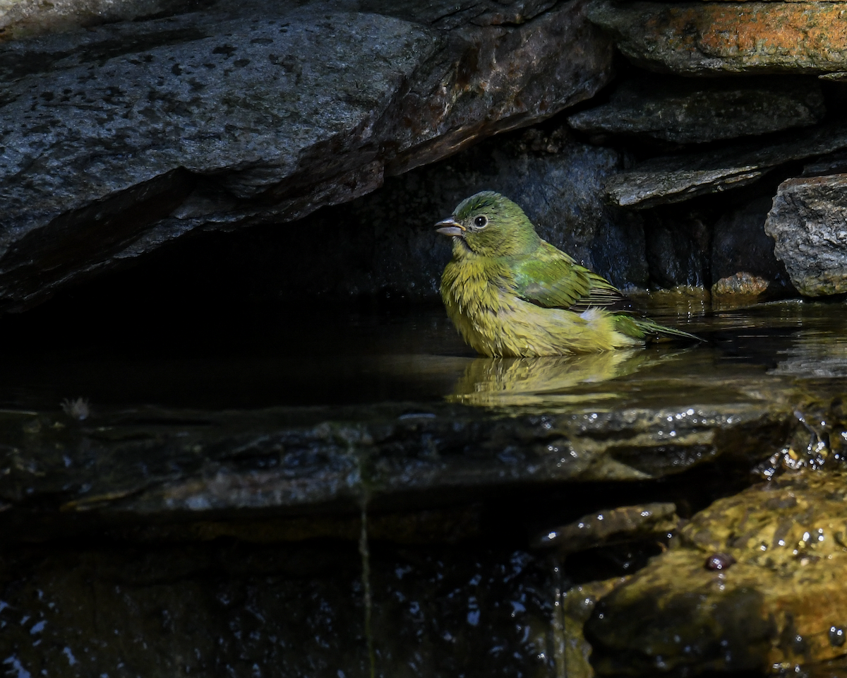 Painted Bunting - ML646351939