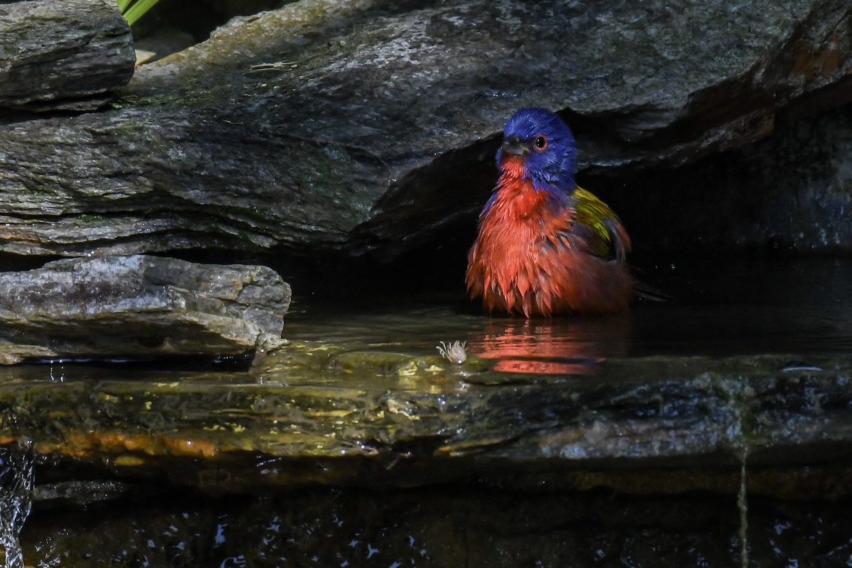 Painted Bunting - ML646351940