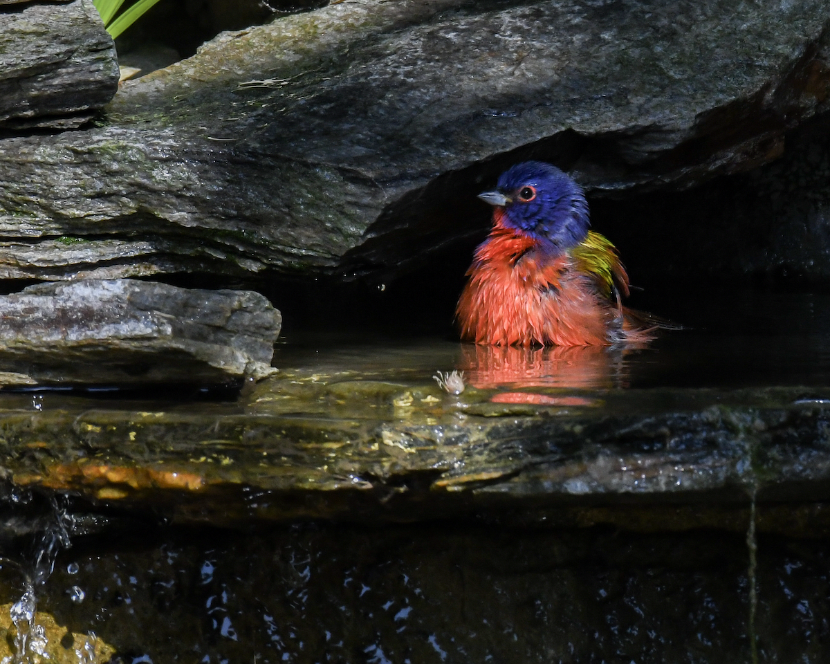 Painted Bunting - ML646351941