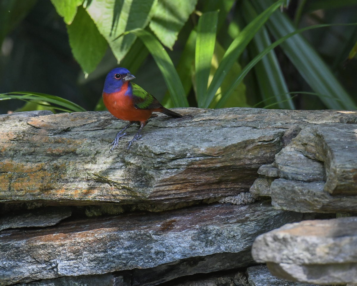 Painted Bunting - ML646351942