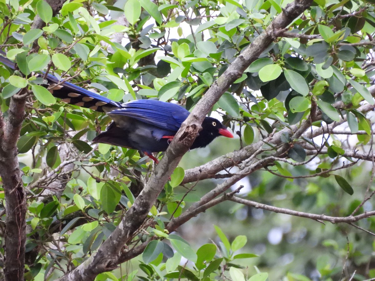 Taiwan Blue-Magpie - ML646351944