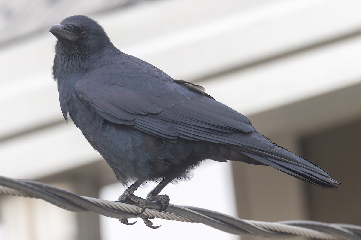 Fish Crow - ML646351945