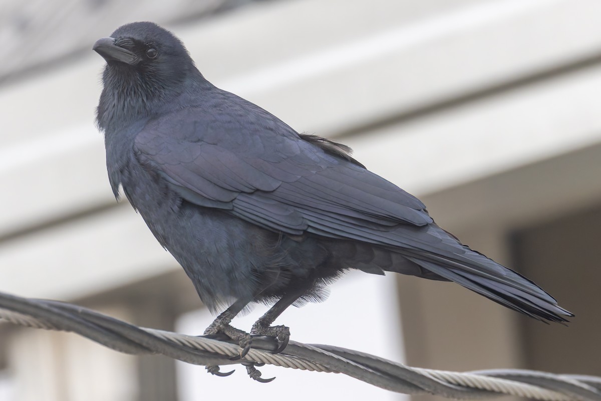 Fish Crow - ML646351946