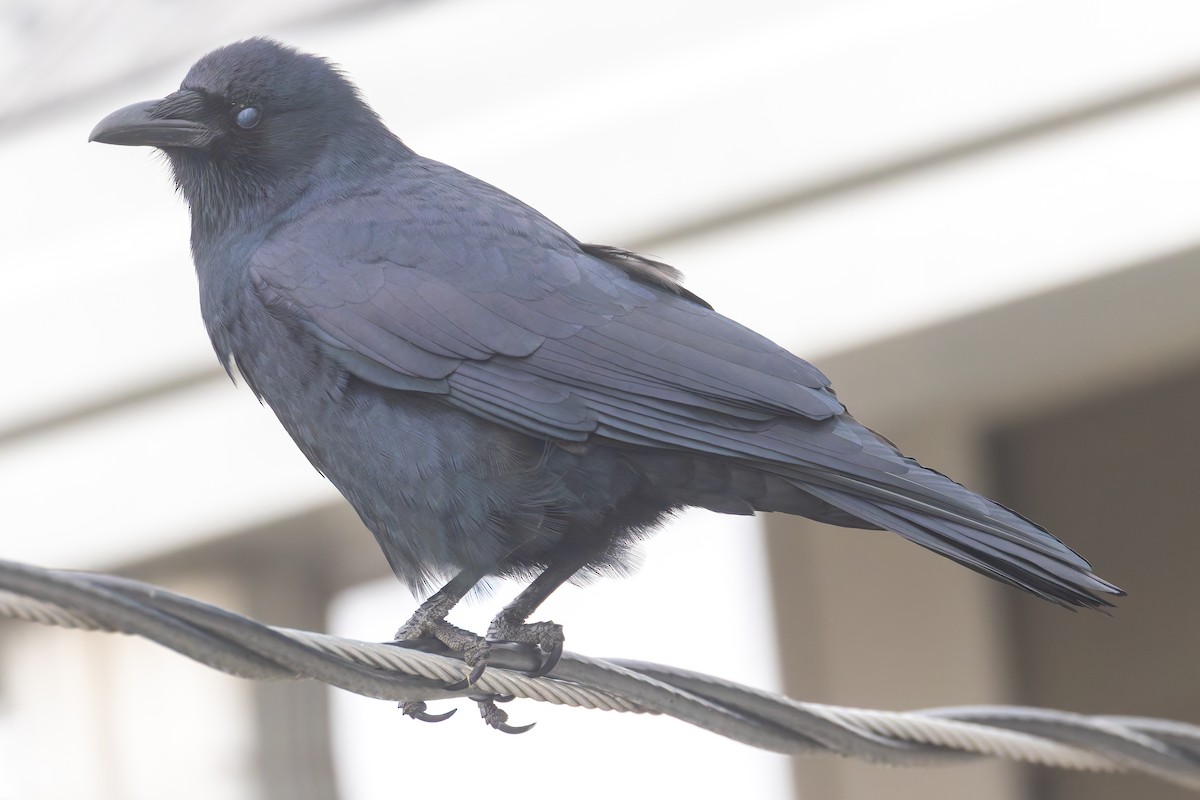 Fish Crow - ML646351947