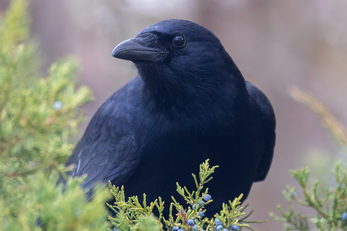 Fish Crow - ML646351950