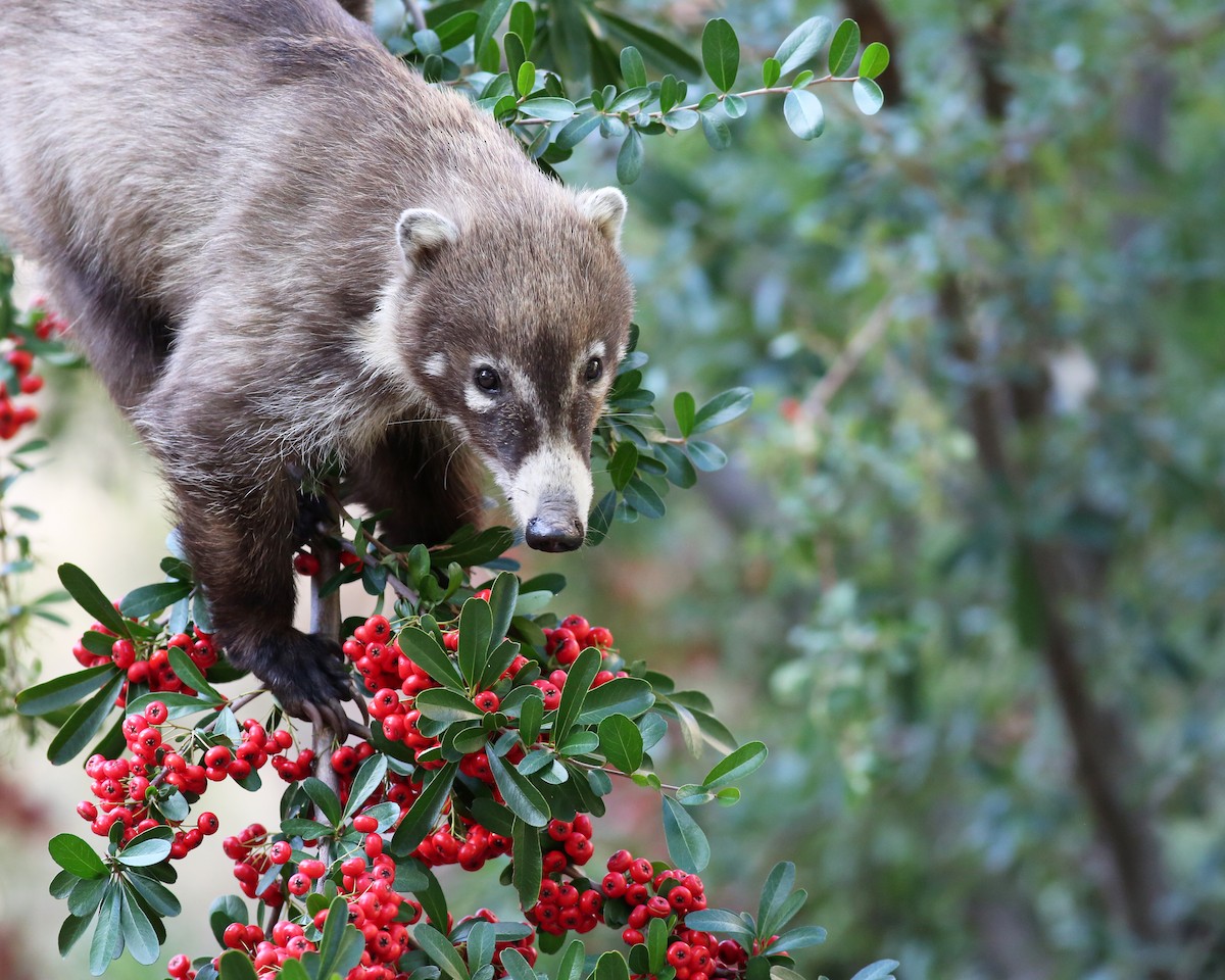 Mammals - ML646351951