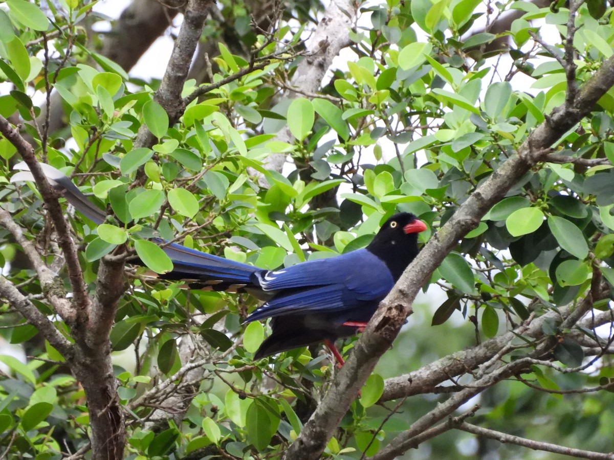 Taiwan Blue-Magpie - ML646351952