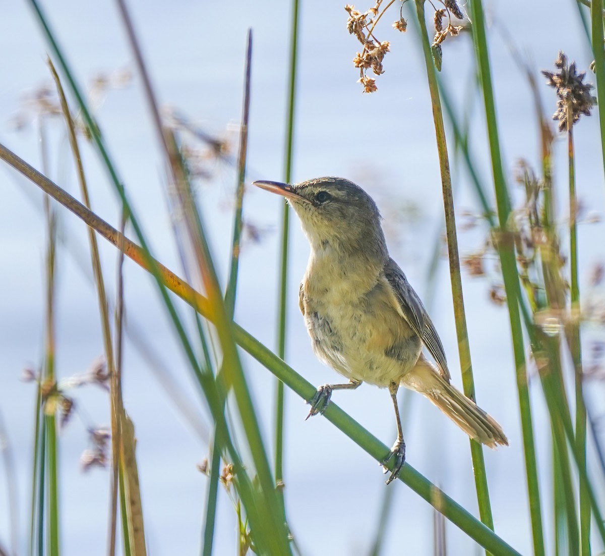 Australian Reed Warbler - ML646351954