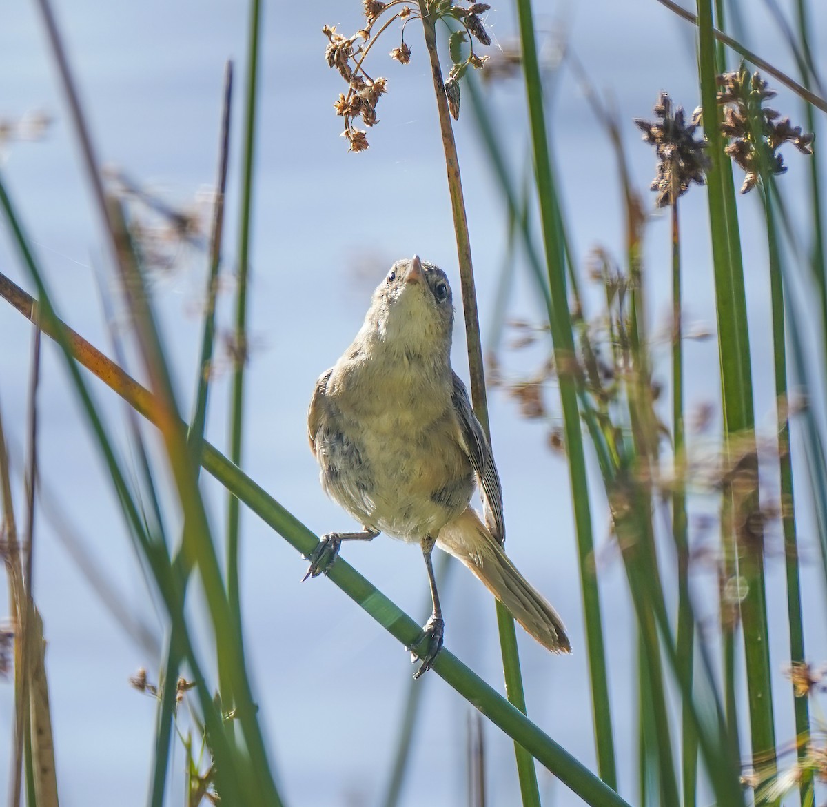 Australian Reed Warbler - ML646351955