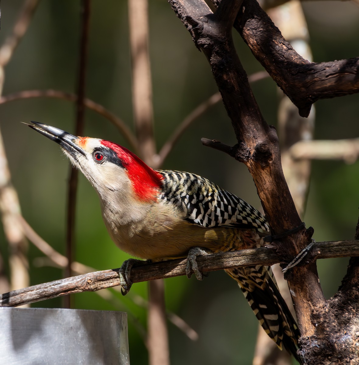 Багамский дятел - ML646351956