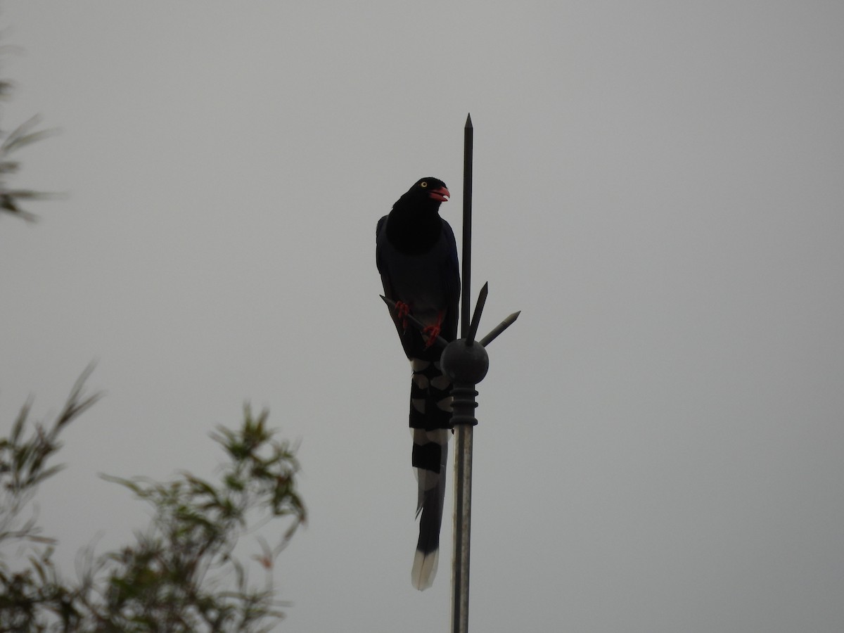Taiwan Blue-Magpie - ML646351959