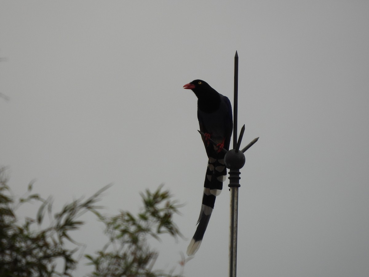 Taiwan Blue-Magpie - ML646351960