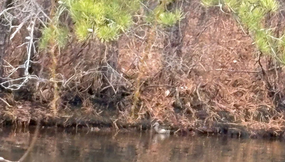 美洲鴛鴦 - ML646351962