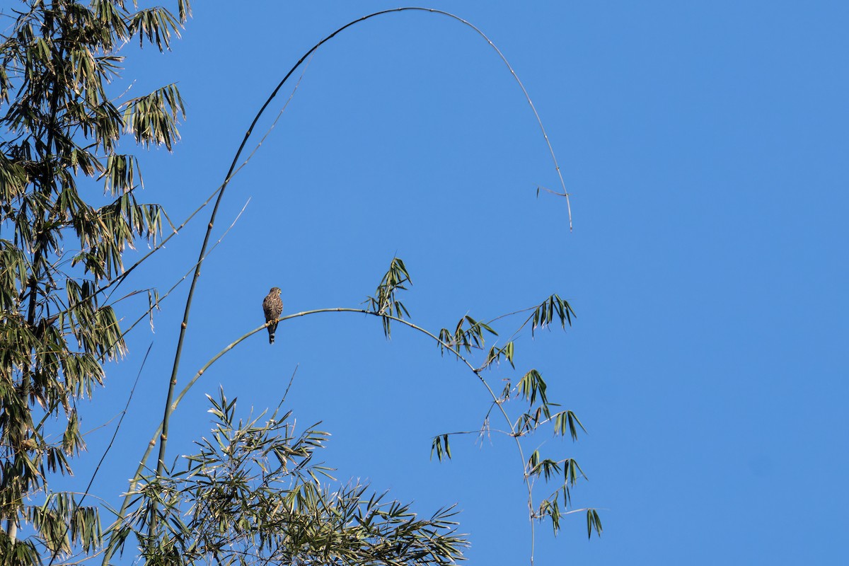 Spotted Kestrel - ML646351963