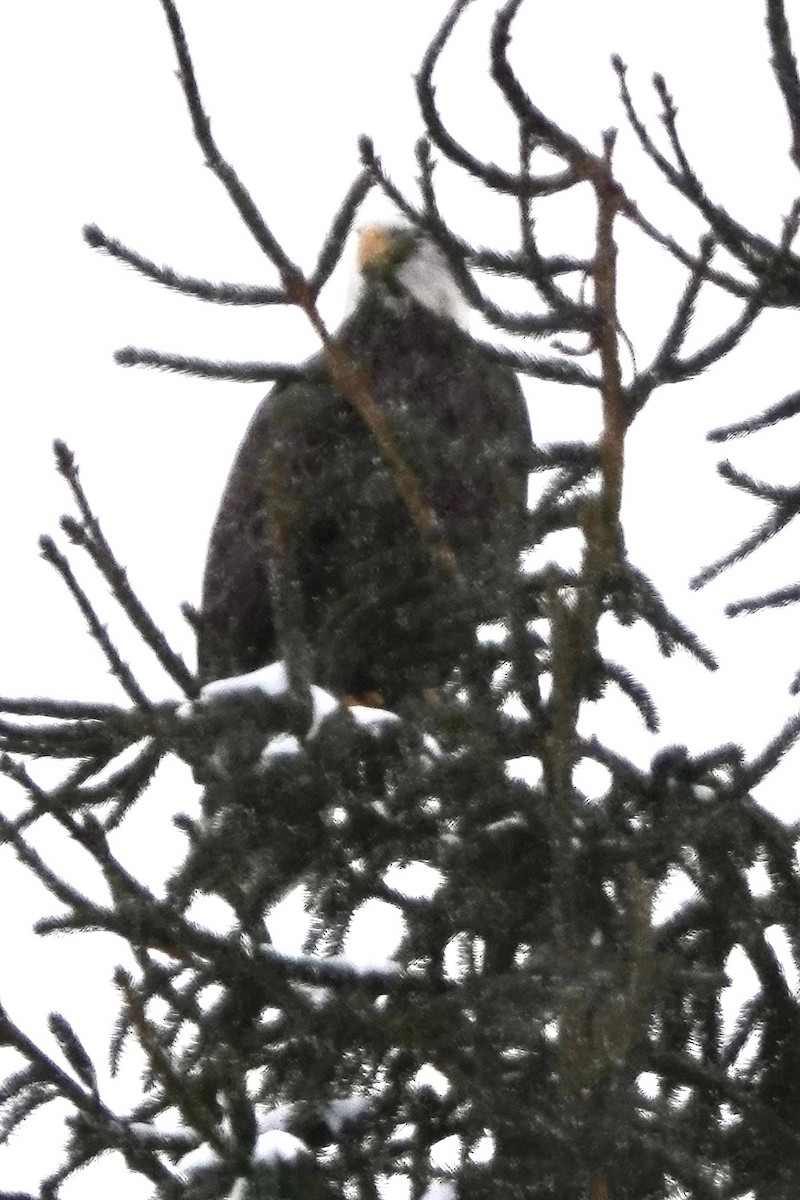 Bald Eagle - ML646351967