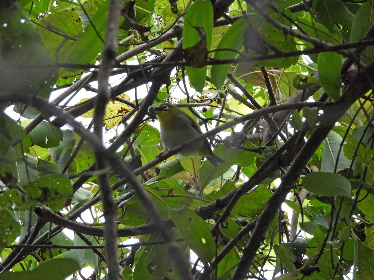 Swinhoe's White-eye - ML646351968