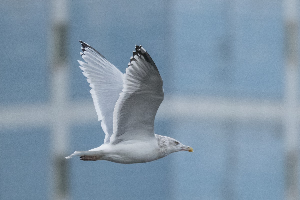 American Herring Gull - ML646351970