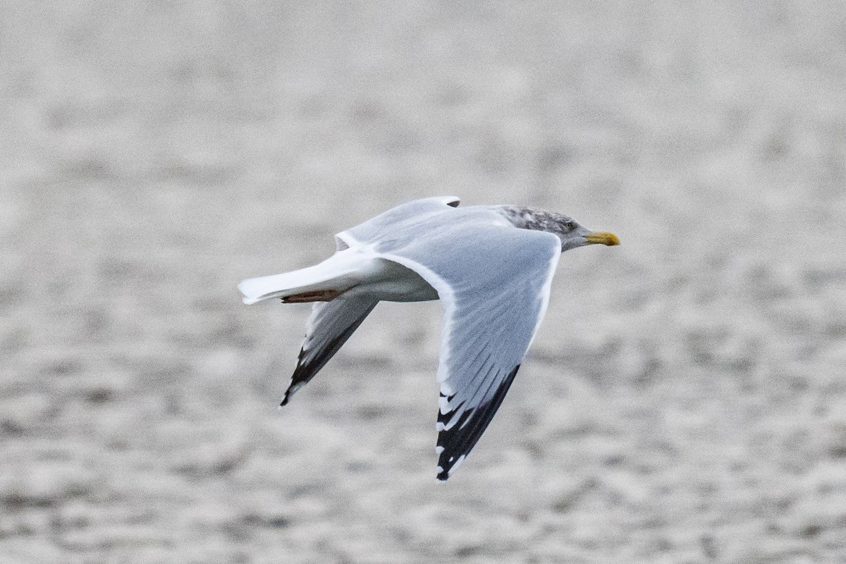American Herring Gull - ML646351971