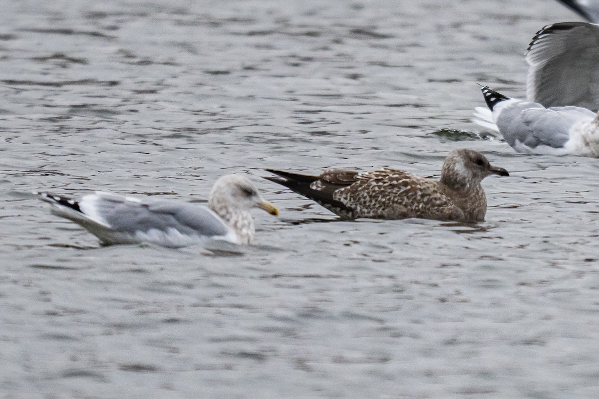 American Herring Gull - ML646351972