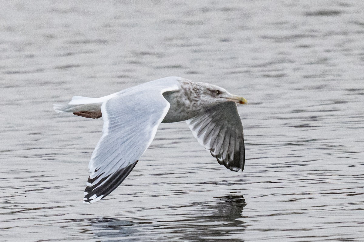 American Herring Gull - ML646351974